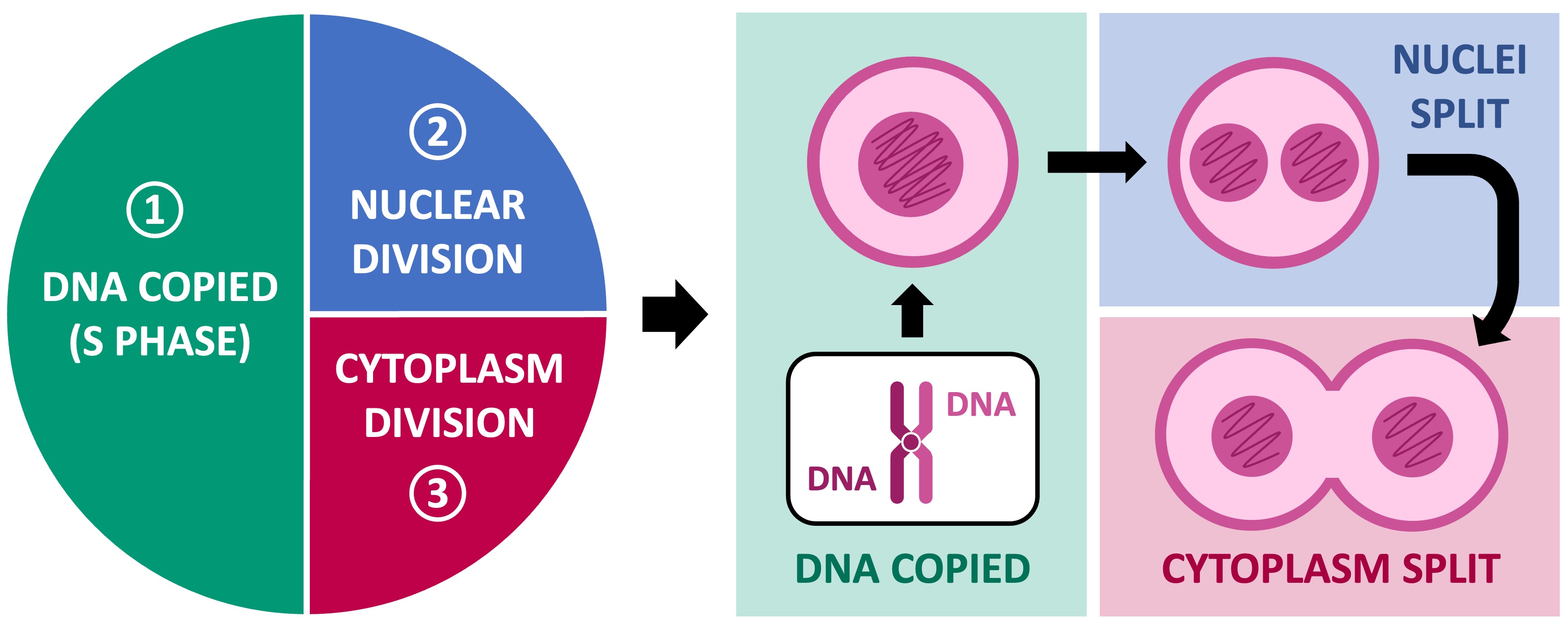絵画 cell division Direct visualization of cell division using high-resolution